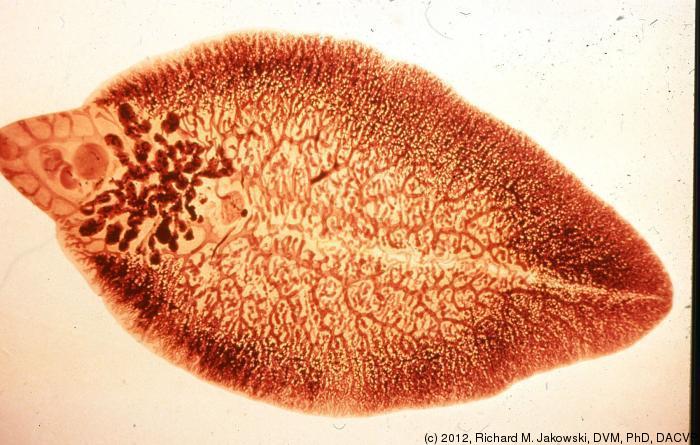 พยาธิใบไม้ F. hepatica (ภาพจาก ocw.tufts.edu)
