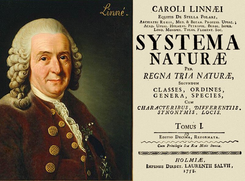 Carolus Linnaeus และหนังสือ Systema Naturae (ภาพจาก Vidaterra)