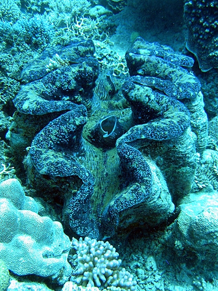 หอยมือเสือ (ภาพจาก wikipedia)