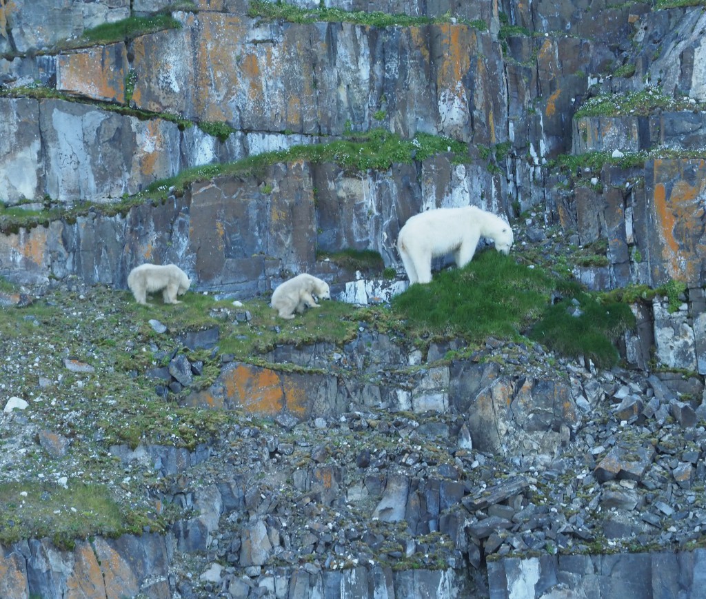 กลุ่มหมีขั้วโลกกำลังกินมอส