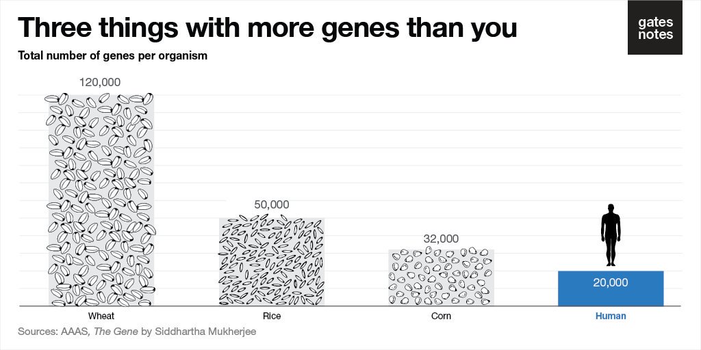 ภาพแสดงการเปรียบเทียบจำนวนของยีนข้าวสาลีด้านซ้ายมือสุด และยีนของมนุษย์สีฟ้าด้านขวามือ