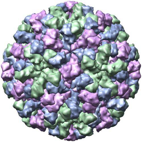 X-ray crystallographic structure ของโนโรไวรัส (ภาพจาก wikipedia.org)