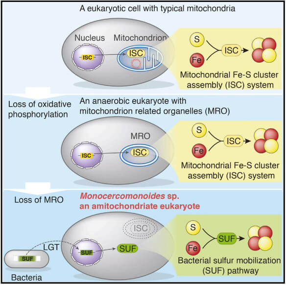 ภาพเปรียบเทียบกระบวนการสังเคราะห์ Fe/S ระหว่างเซลล์ยูคาริโอตที่มีไมโทคอนเดรีย ออร์แกเนลล์คล้ายไมโทคอนเดรีย (MRO) และ SUF ของโปรโตซัว Monocercomonoides sp. (ภาพจาก Current Biology)
