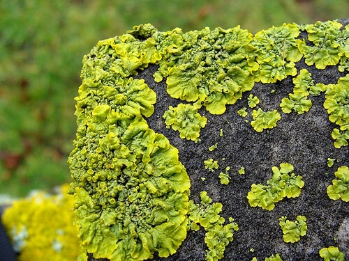 Lichen  บนก้อนหิน (ภาพจาก Botanic Garden, University of Washington)