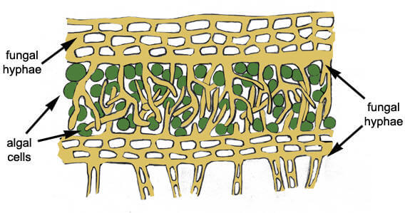 แผนภาพแสดงการวางตัวของ ราและสาหร่าย (ภาพจาก : All About Lichen)