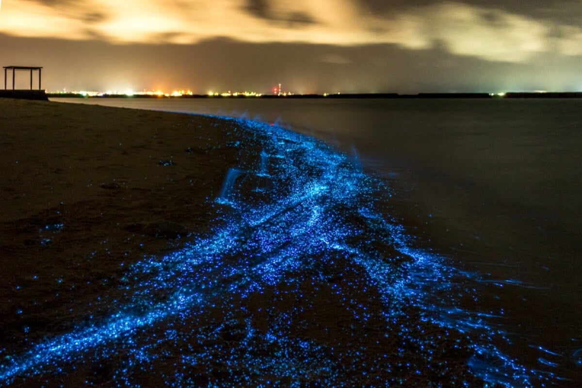 ชายหาดเรืองแสง หมู่เกาะมัลดีฟฟ์  (ภาพจาก : Geographical - UK )