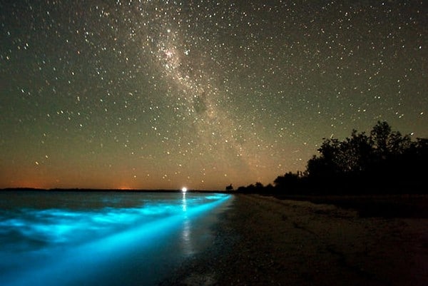 Bioluminescent Bay, ทะเลแคริบเบียน ประเทศเปอร์โต ริโก้ (ภาพจาก : www.travelchannel.com และ tiger.towson.edu )